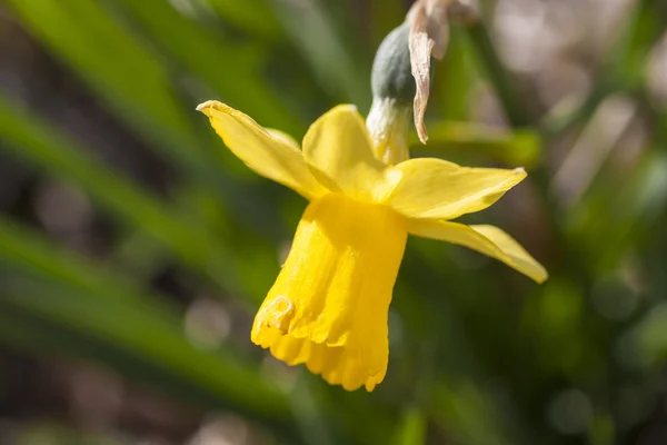 Daffodis — Stockfoto