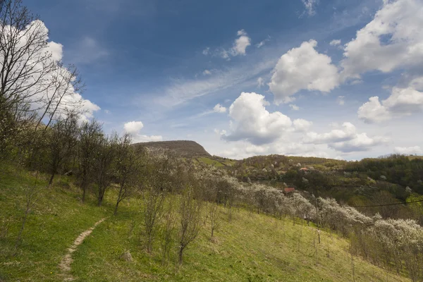 Kolorowy lato — Zdjęcie stockowe