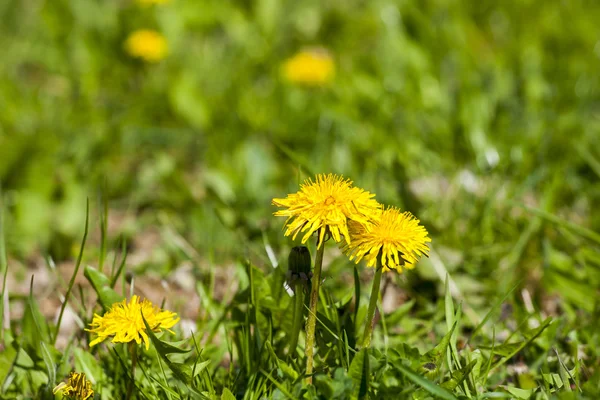 Paardebloem bloemen — Stockfoto