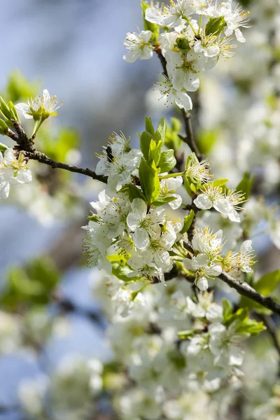 Plum blossoms — Stock Photo, Image