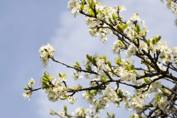 Fiori di prugna — Foto Stock