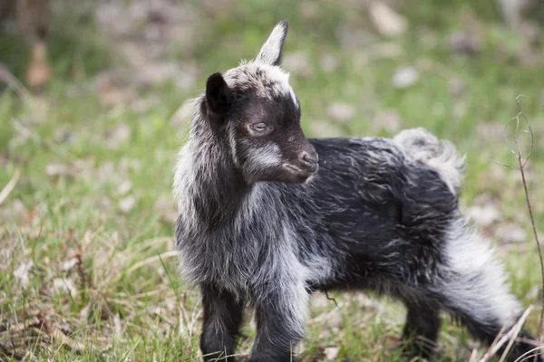 Goat kid — Stock Photo, Image