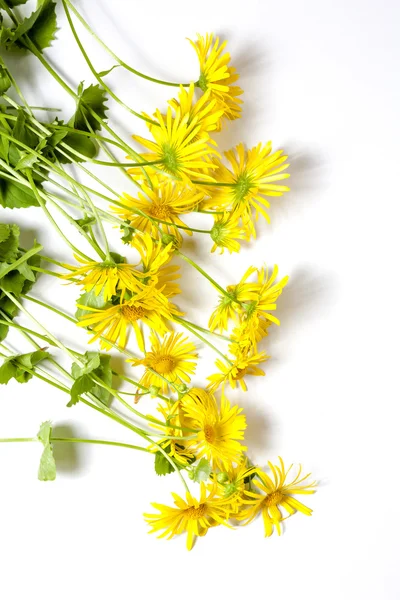 Yellow flowers — Stock Photo, Image