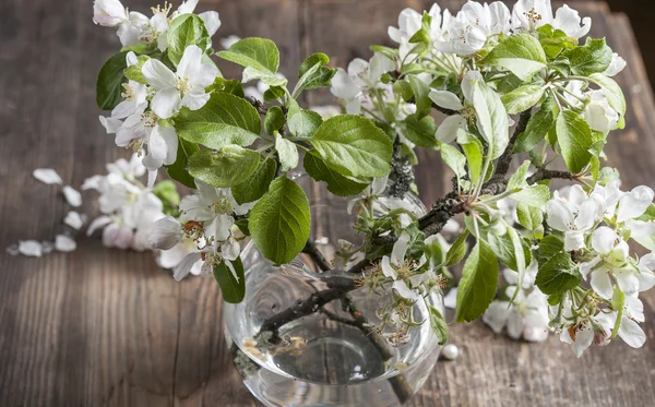 Apple blossom — Stockfoto