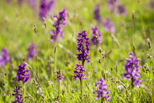 Muscari Comosum — Stock Photo, Image