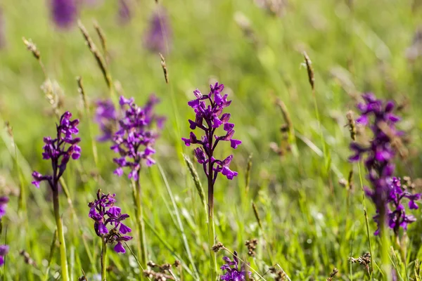 Muscari Comosum — Fotografie, imagine de stoc