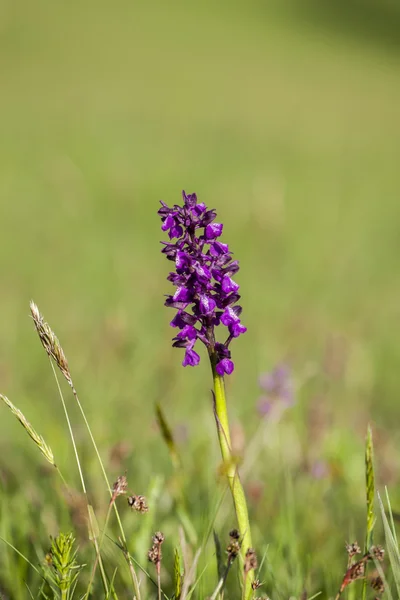 Muscari Comosum — Fotografie, imagine de stoc