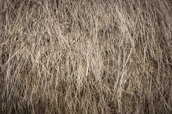 Herbe sèche — Photo