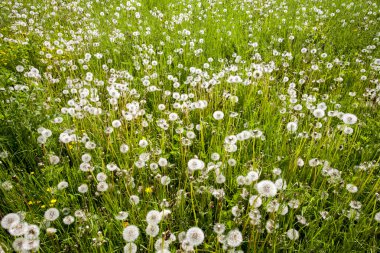 karahindiba alanıyla