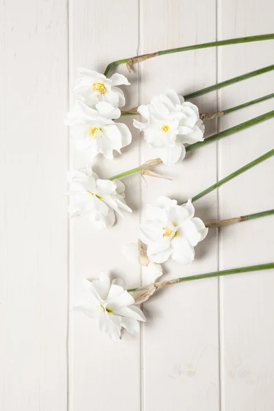 Daffodilis — Stock Photo, Image