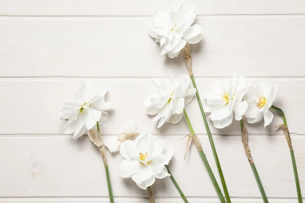 Daffodilis — Stock Photo, Image