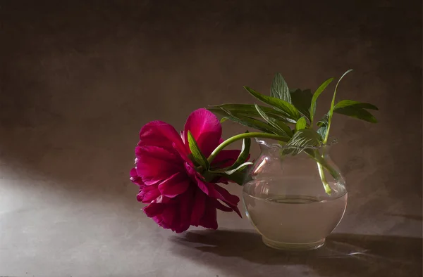 Peonies — Stock Photo, Image