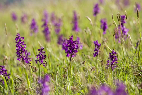 Muscari comosum — Stockfoto