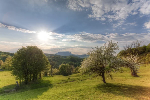 Tree — Stock Photo, Image