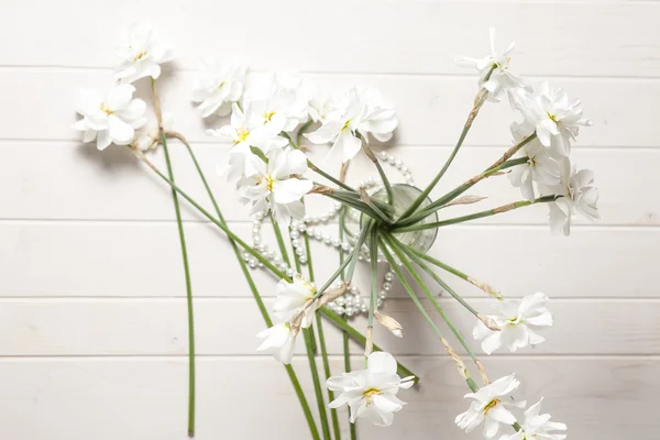 Daffodilis — 图库照片