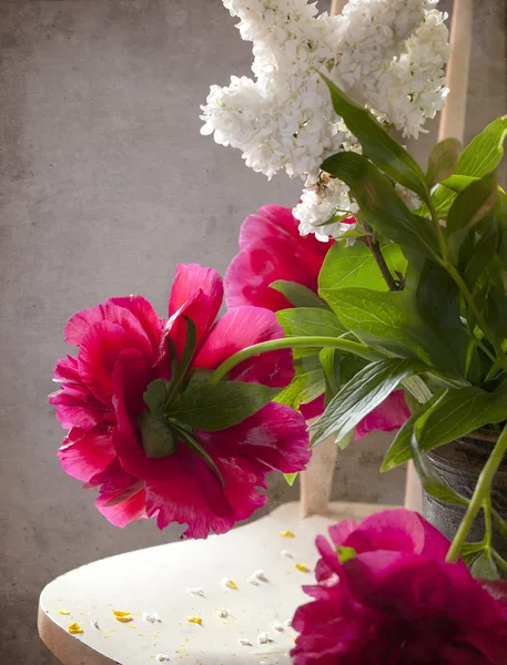 Peonies — Stock Photo, Image