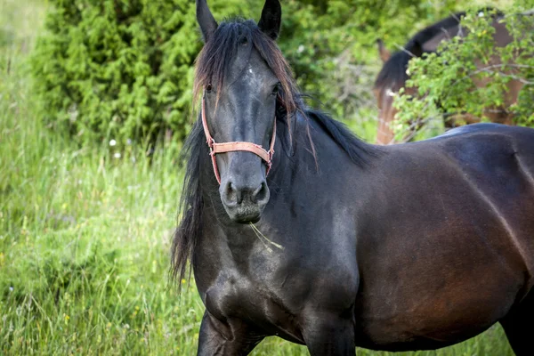 stock image horses