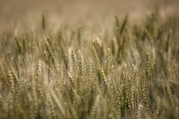 Frumento — Foto Stock