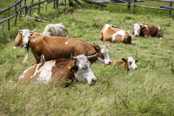 Cows — Stock Photo, Image