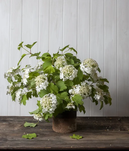 Viburnum — Stock Photo, Image