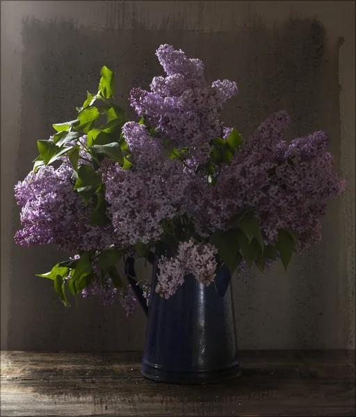 Lilac — Stock Photo, Image