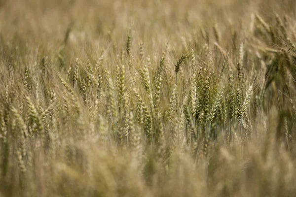 Weizen — Stockfoto