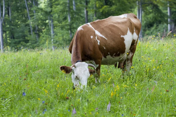 Cows — Stock Photo, Image