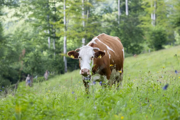 Cows — Stock Photo, Image