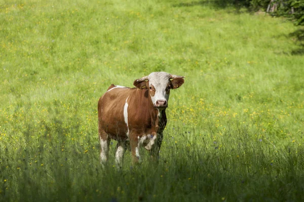 Cows — Stock Photo, Image