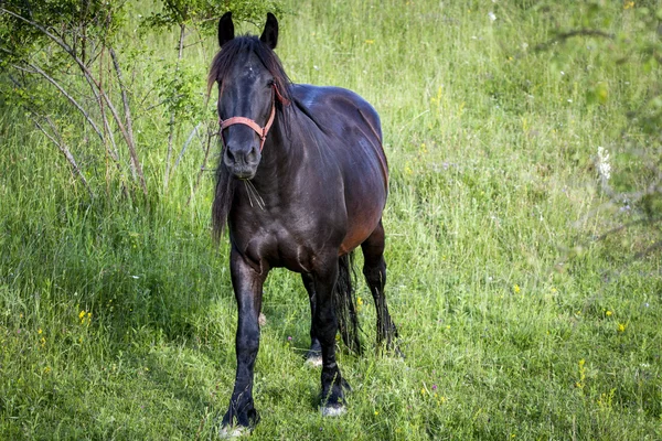 Hästar — Stockfoto