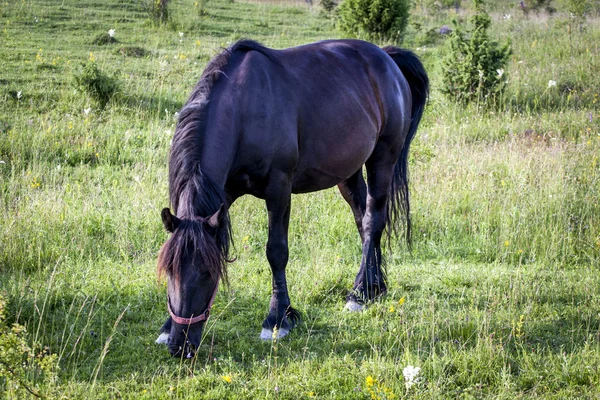 Pferde — Stockfoto