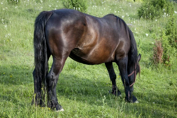 Paarden — Stockfoto