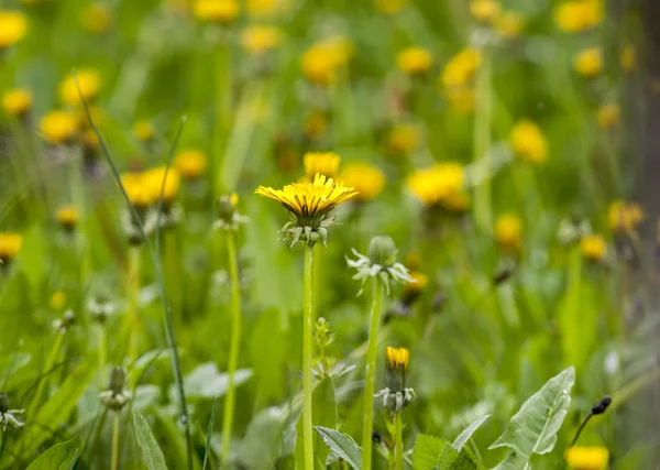 Paardenbloemen — Stockfoto