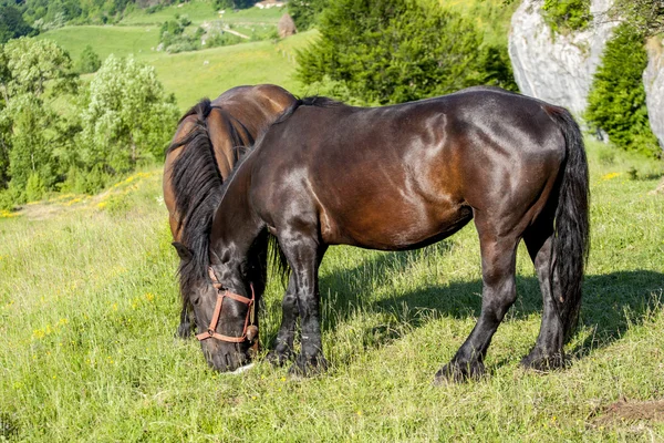 Kůň — Stock fotografie