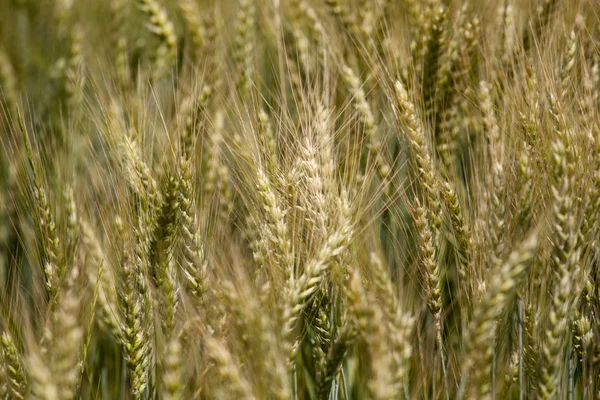 Wheat — Stock Photo, Image