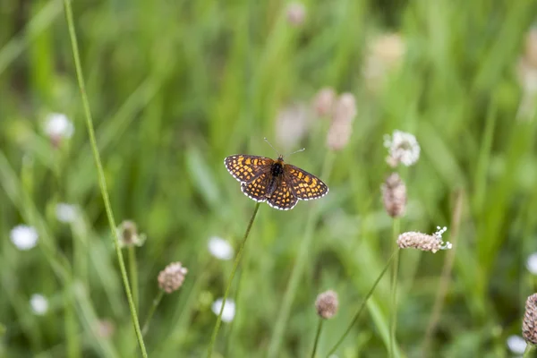 Butterfly — Stock Photo, Image