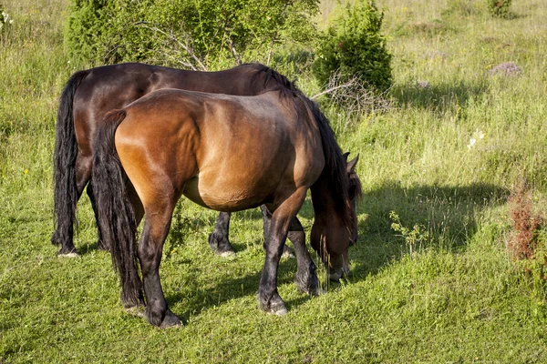 Pferde — Stockfoto