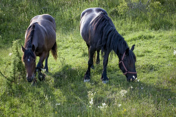 Pferde — Stockfoto