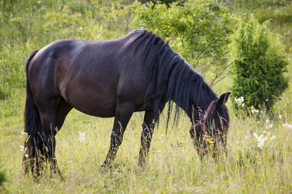 Hästar — Stockfoto