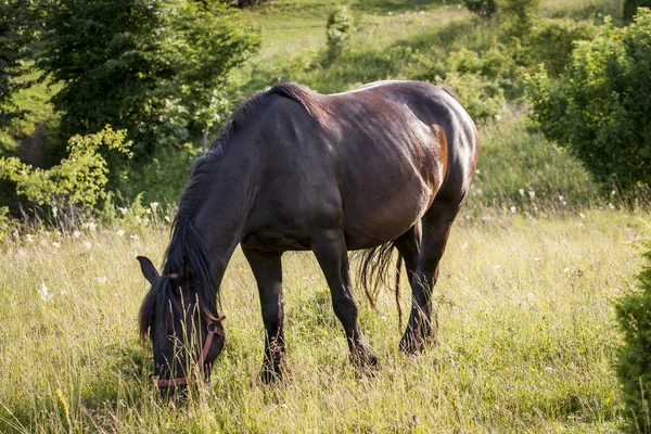 Pferde — Stockfoto