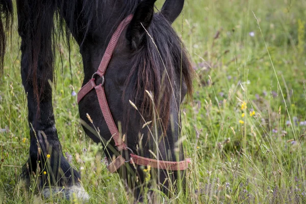 Pferde — Stockfoto