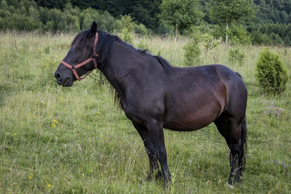 Horses — Stock Photo, Image