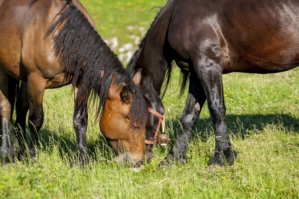 Caballo — Foto de Stock