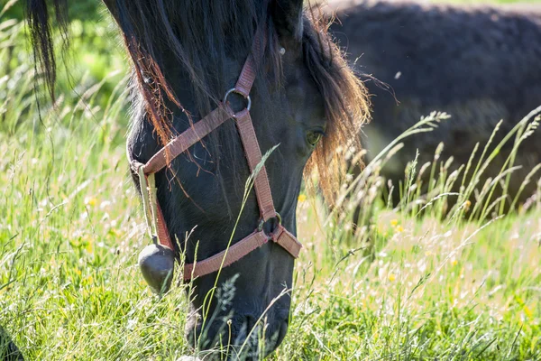 Pferd — Stockfoto