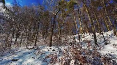 Karlı orman patikaları, parlak kış manzaraları karla kaplı orman patikaları ve kayalıklar.