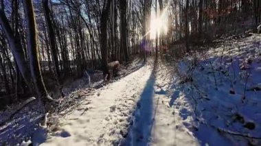 Karlı orman patikaları, parlak kış manzaraları karla kaplı orman patikaları ve kayalıklar.