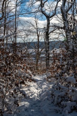 Açık gökyüzünün altında karla kaplı patika, güneşli ve ayak izli karlı ormanlık yol.