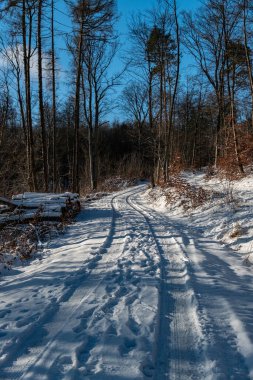 Kış macerası, ağaçlarla çevrili karlı kır yolunda manzaralı bir kış yolculuğu.