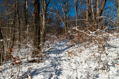 Açık gökyüzünün altında karla kaplı patika, güneşli ve ayak izli karlı ormanlık yol.