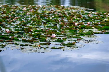 Yoğun Su Zambağı Yaprakları Kaplama Göleti, Sessiz Yaz Sabahı, Dağılmış Solgun Tomurcuklar, Yeşil Tonlar, Yumuşak Yüzey Dalgalanmaları, Yumuşak Yayılma Işığı, Serin Gölgeler, Huzurlu Ruh Hali